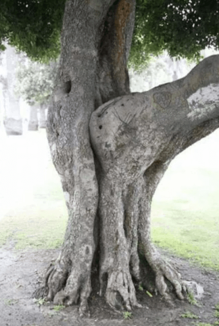 sexo àrvores